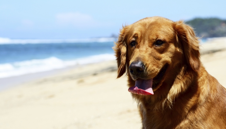 Perro de la playa de Santa Pola