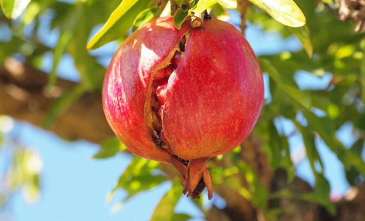 Orihuela is Europa's thuisbasis van granaatappels