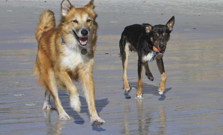 Ruff mer: Guardamar prévoit plage de chien-friendly