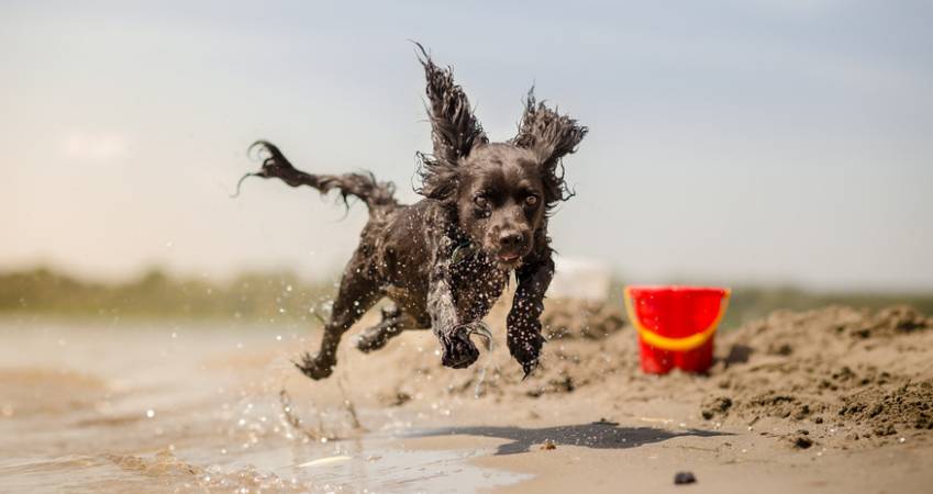 Primer perro Alicante abre la playa