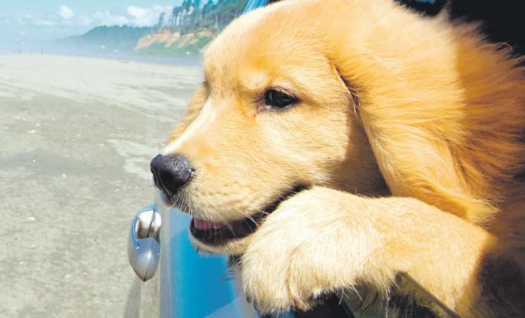 Farene ved varmt vær for kjæledyr, spesielt i en varm bil
