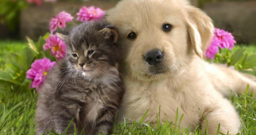 Katt og hund hager