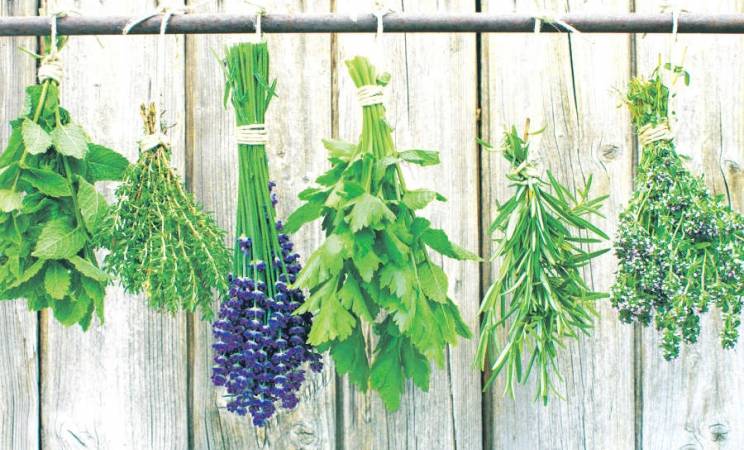 Herbs essential in Spanish gardens